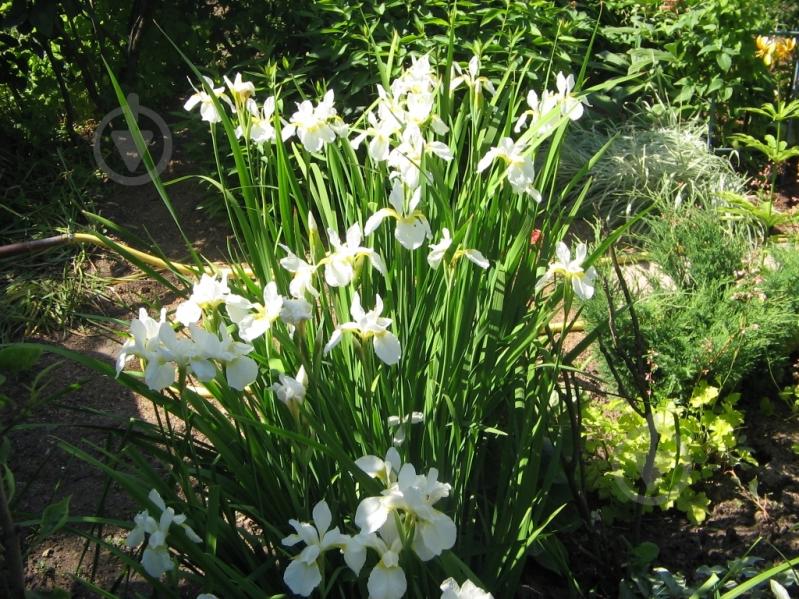 Растение Ирис сибирский White Swirl C3 - фото 2 Растение Ирис сибирский White Swirl C3 - фото 2