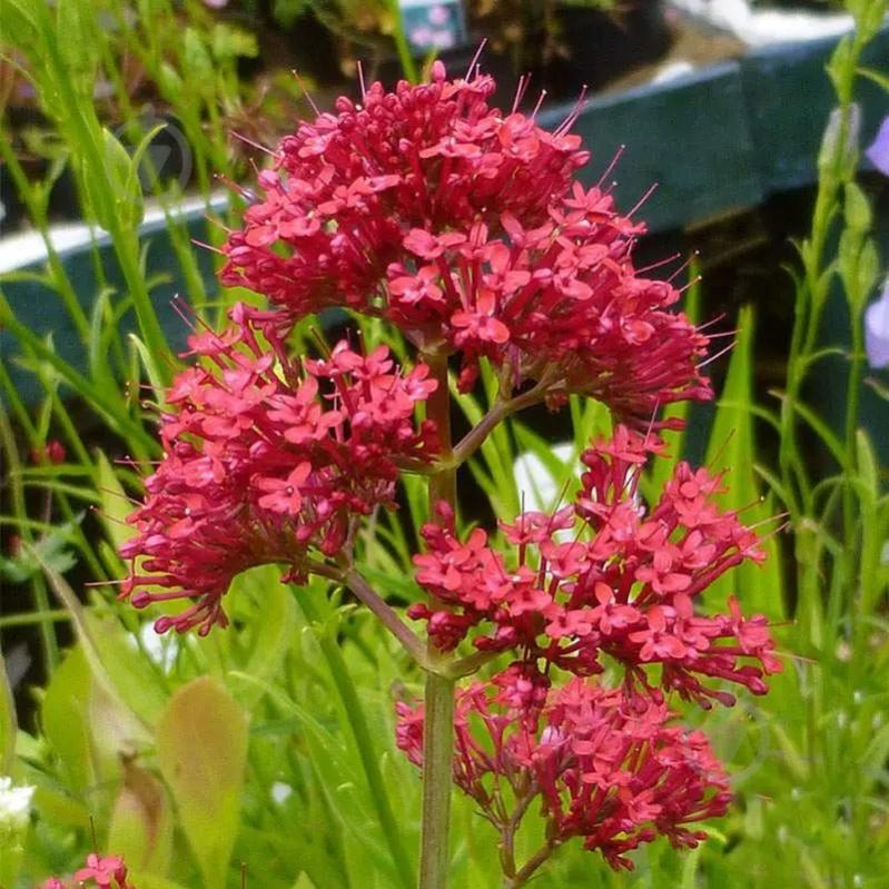 Растение Кентрантус красный (валериана) Coccineus C3 - фото 2