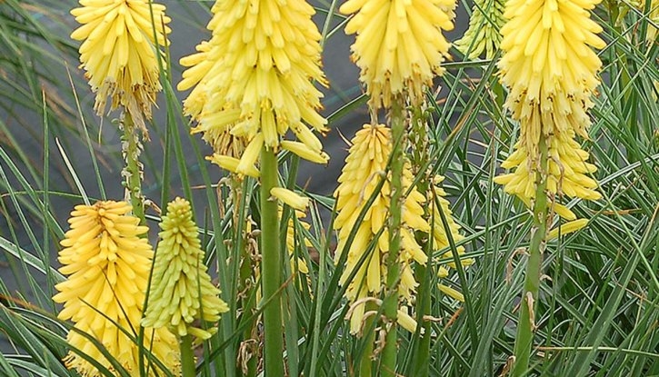 Растение Книфофия Sunningdale Yellow C3 - фото 2 Растение Книфофия Sunningdale Yellow C3 - фото 2