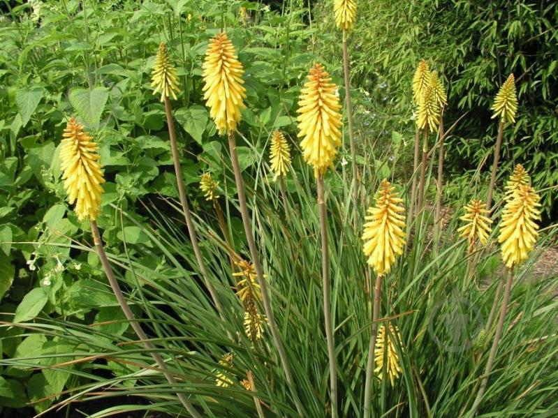 Растение Книфофия Sunningdale Yellow C3 - фото 3 Растение Книфофия Sunningdale Yellow C3 - фото 3