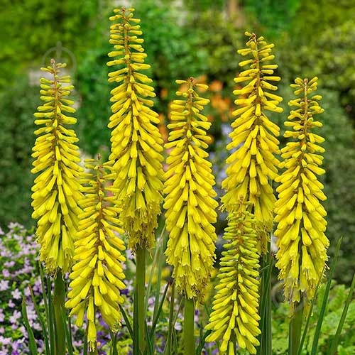 Растение Книфофия Sunningdale Yellow C3 - фото 1 Растение Книфофия Sunningdale Yellow C3 - фото 1