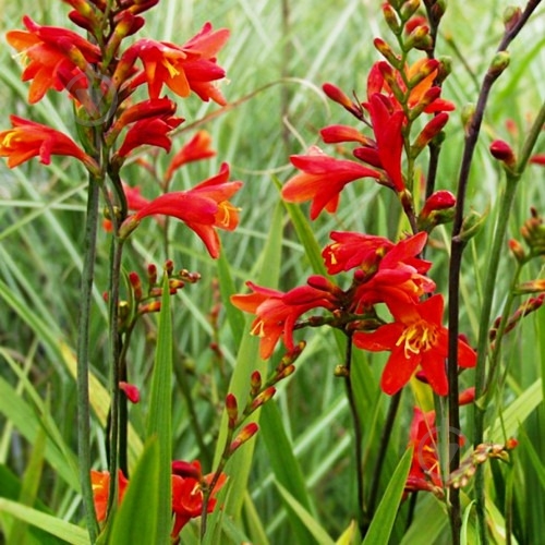 Растение Крокосмия гибридная Red King C1 - фото 3