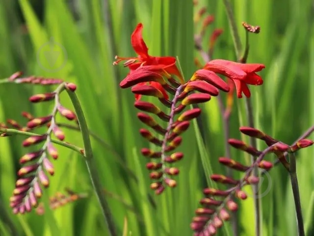 Растение Крокосмия гибридная Red King C1 - фото 5