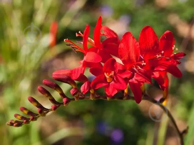 Растение Крокосмия гибридная Red King C1 - фото 6
