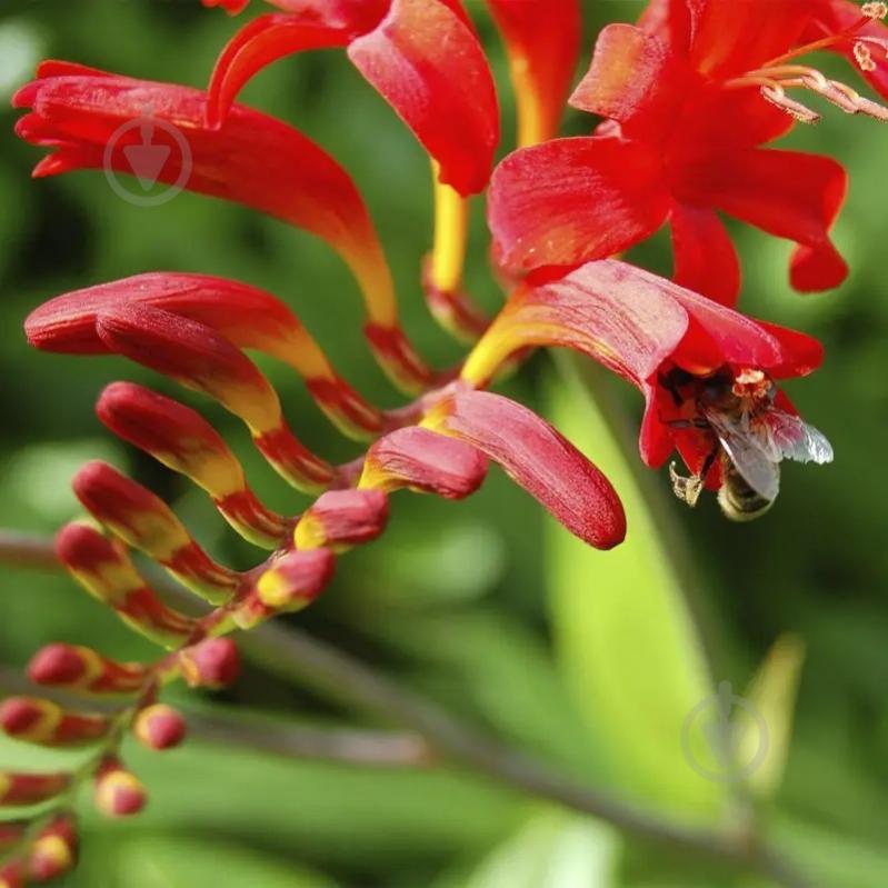 Растение Крокосмия гибридная Red King C1 - фото 7