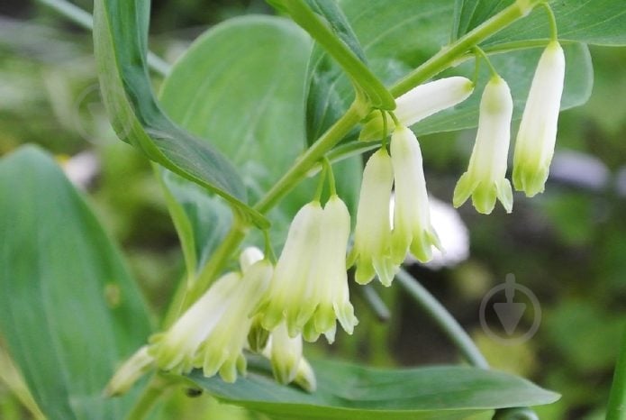 Растение Купена лекарственная C3 - фото 1