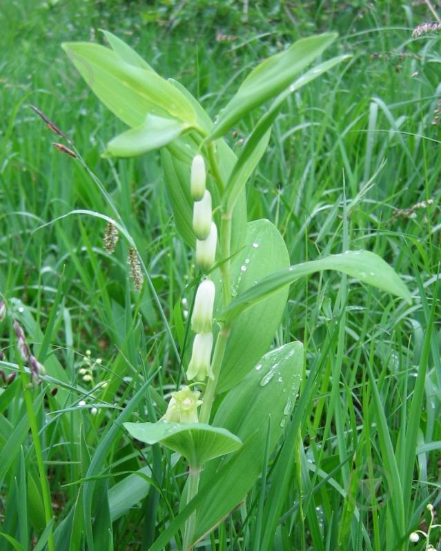Растение Купена лекарственная C3 - фото 2