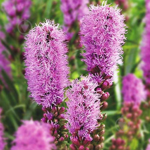 Рослина Ліатріс колосовий Floristan Violet p9 - фото 2 Рослина Ліатріс колосовий Floristan Violet p9 - фото 2