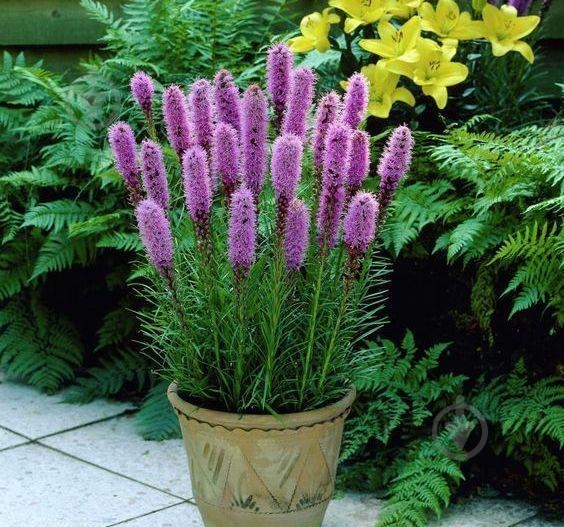 Рослина Ліатріс колосовий Floristan Violet p9 - фото 3 Рослина Ліатріс колосовий Floristan Violet p9 - фото 3