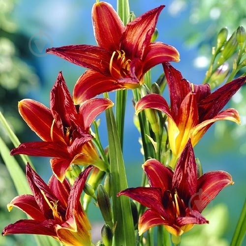 Растение Лилейник Black Prince C3 - фото 2 Растение Лилейник Black Prince C3 - фото 2