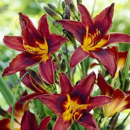 Растение Лилейник Black Prince C3 - фото 5 Растение Лилейник Black Prince C3 - фото 5