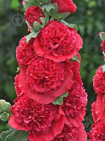 Растение Мальва Chater s Double Red C3 - фото 1