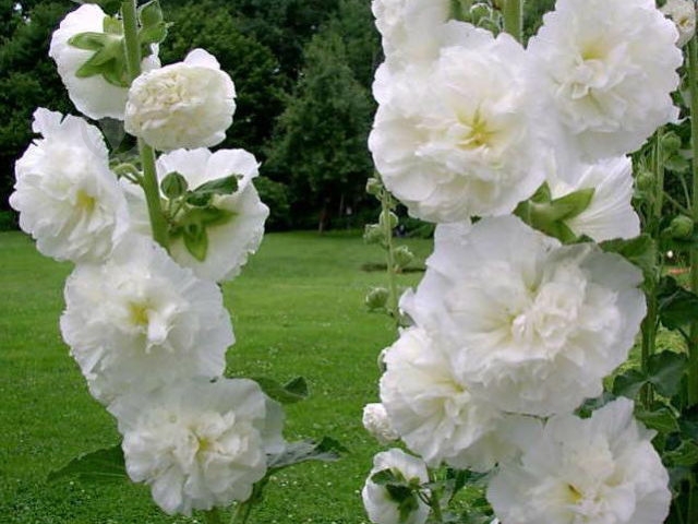 Растение Мальва Chater s Double White C3 - фото 1 Растение Мальва Chater s Double White C3 - фото 1