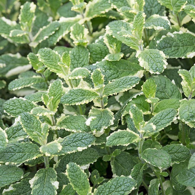 Растение Мята имбирная (утонченная) Variegata C2 - фото 2