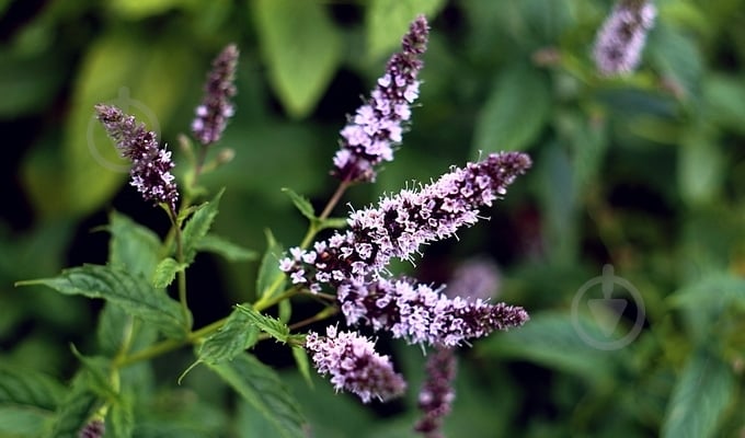 Растение Мята перечная Black Spearmint C2 - фото 1