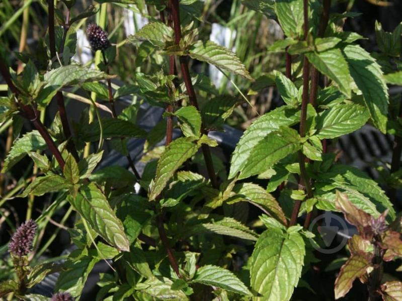 Растение Мята перечная Black Spearmint C2 - фото 2