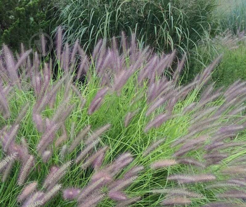 Растение Пенисетум лисохвостый Red Head C2 - фото 1