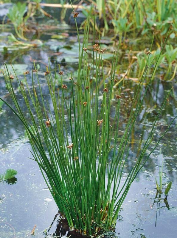 Растение Сытник C3 - фото 1