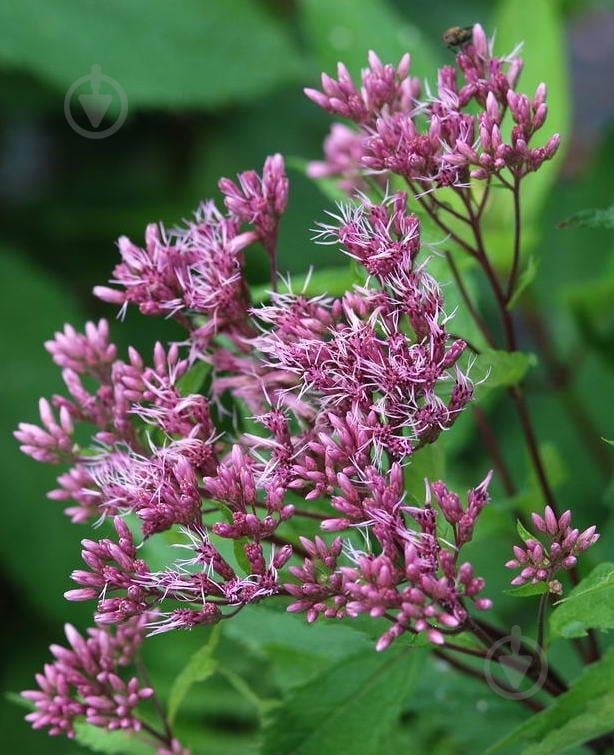 Рослина Сідач плямистий Red Dwarf C3 - фото 1