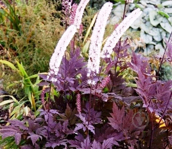 ᐉ Растение Цимицифуга ветвистая Atropurpurea C1.5 • Купить в Киеве ...