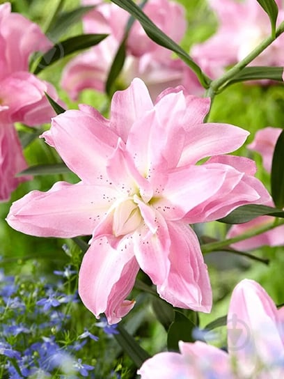 Луковица лилии восточной махровой Лотус Бриз 1 шт. - фото 1