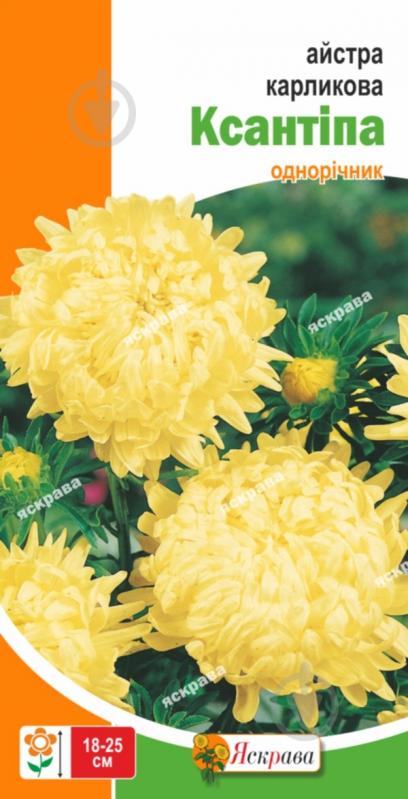 Насіння Яскрава айстра карликова карликова Ксантіпа - фото 1 Насіння Яскрава айстра карликова карликова Ксантіпа - фото 1