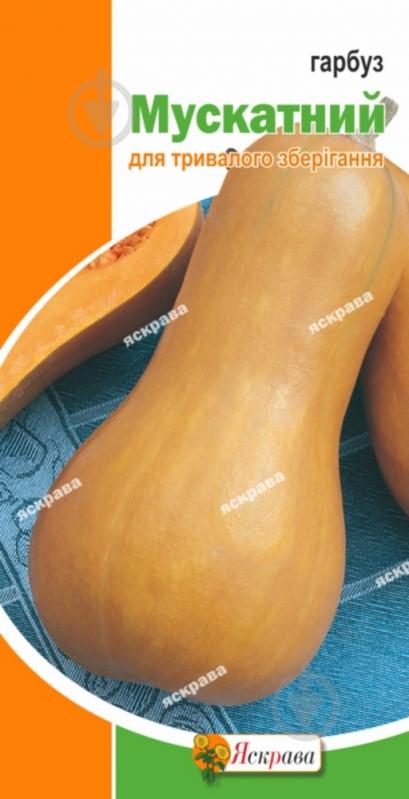 Семена Яскрава тыква Мускатная - фото 1