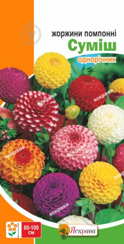 Семена Яскрава георгина помпонная Помпонные смесь - фото 1 Семена Яскрава георгина помпонная Помпонные смесь - фото 1