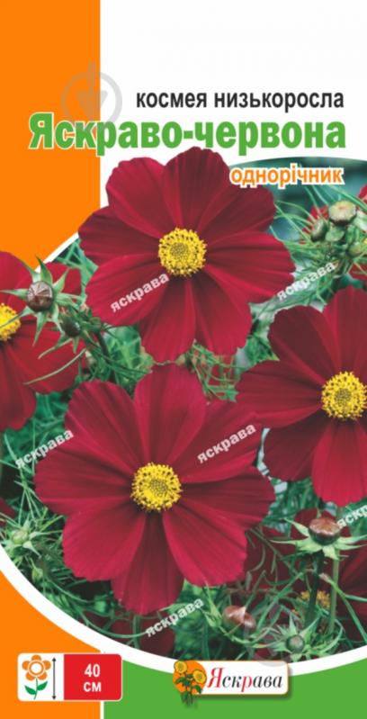 Семена Яскрава космея низкорослая Ярко-красная - фото 1 Семена Яскрава космея низкорослая Ярко-красная - фото 1