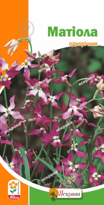 Семена Яскрава маттиола - фото 1
