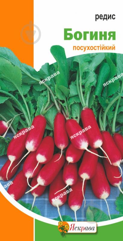Насіння Яскрава редиска Богиня - фото 1 Насіння Яскрава редиска Богиня - фото 1