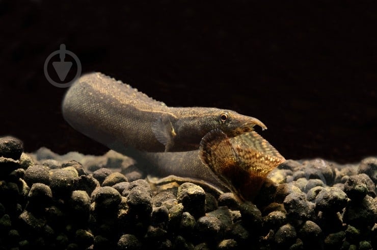 Рыбка Макрогнатус глазчатый 5-7 см - фото 2