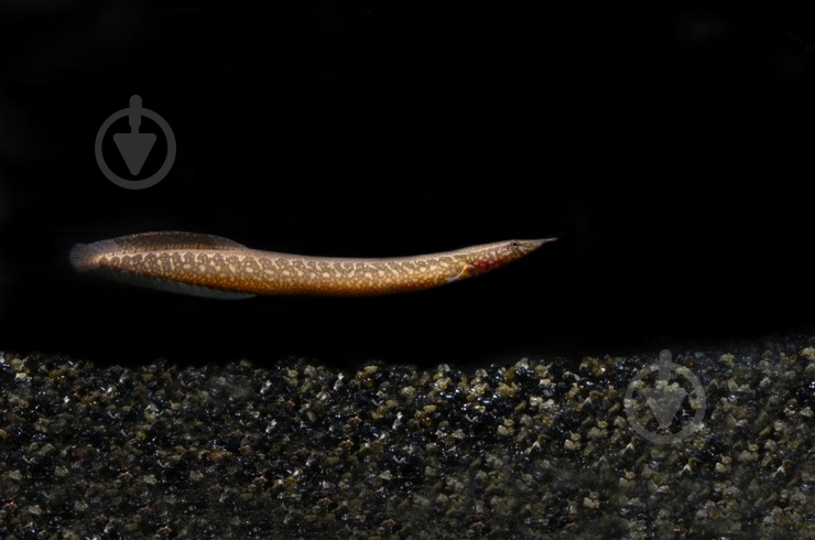 Рыбка Макрогнатус глазчатый 5-7 см - фото 9