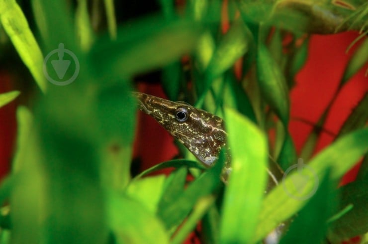 Рыбка Макрогнатус глазчатый 5-7 см - фото 10