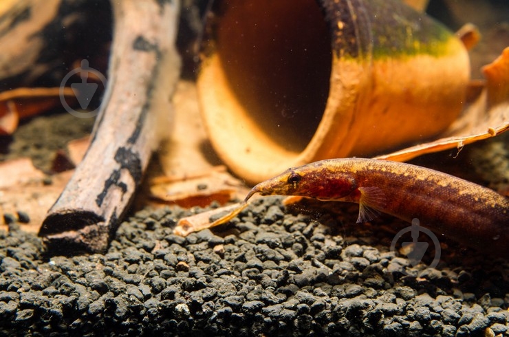 Рыбка Макрогнатус глазчатый 5-7 см - фото 8