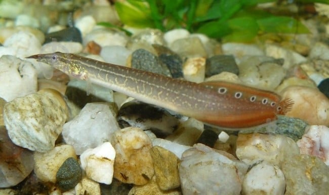 Рыбка Макрогнатус глазчатый 5-7 см - фото 11