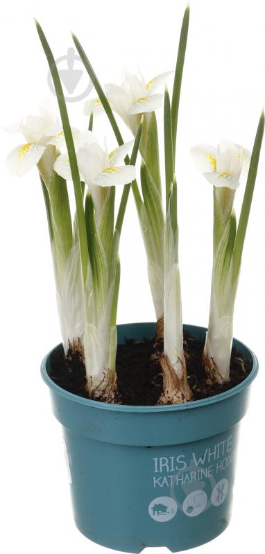 Растение комнатное Ирис d8/h10 - фото 1