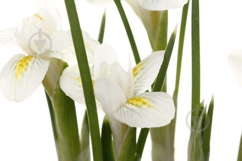 Растение комнатное Ирис d8/h10 - фото 2