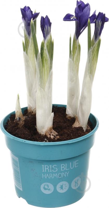 Растение комнатное Ирис d8/h10 - фото 3
