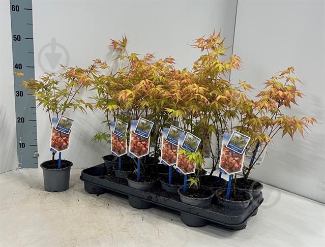 Растение Клен 10х30 palmatum Katsura - фото 1