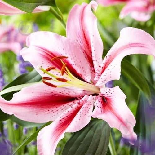 Растение Лилия микс 13/35 - фото 4