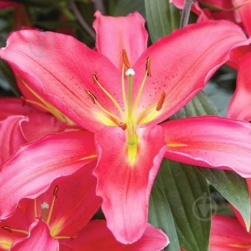 Растение Лилия микс 13/35 - фото 2