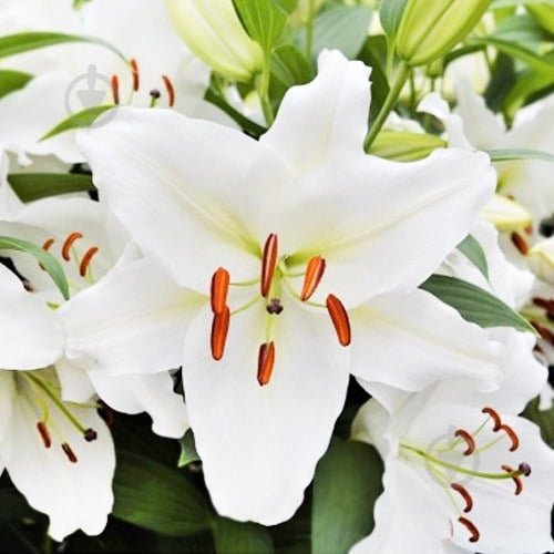 Растение Лилия микс 13/35 - фото 5