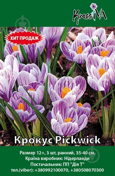 Луковица Крокус Pickwick - фото 1