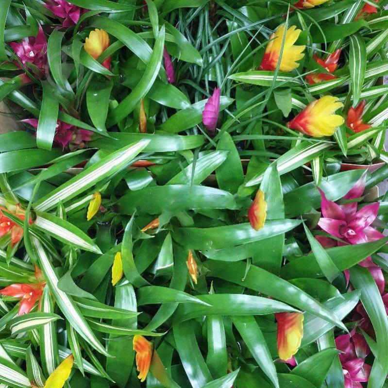 Растение Бромелиевые 5x20 микс - фото 1