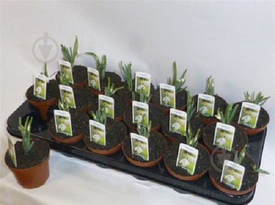 Растение Галантус (подснежник) 9х10 белый - фото 1