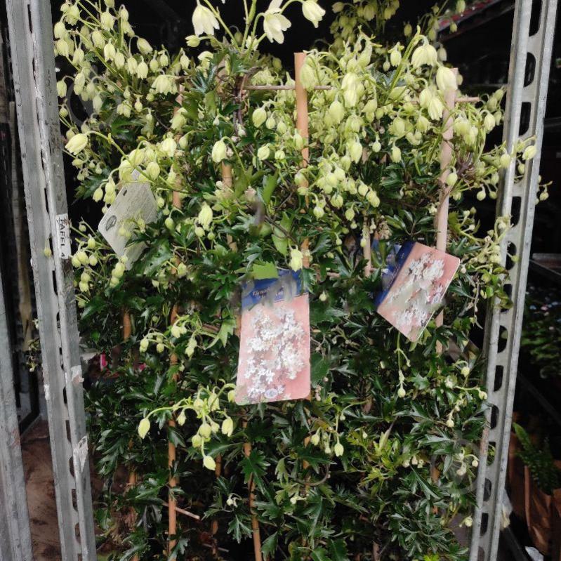 Растение Клематис 20х110 Avalanche - фото 1