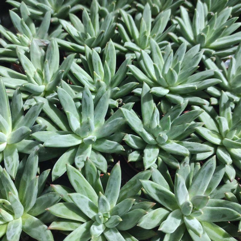 Растение Эхеверия 5х8 Hookeri - фото 1 Растение Эхеверия 5х8 Hookeri - фото 1