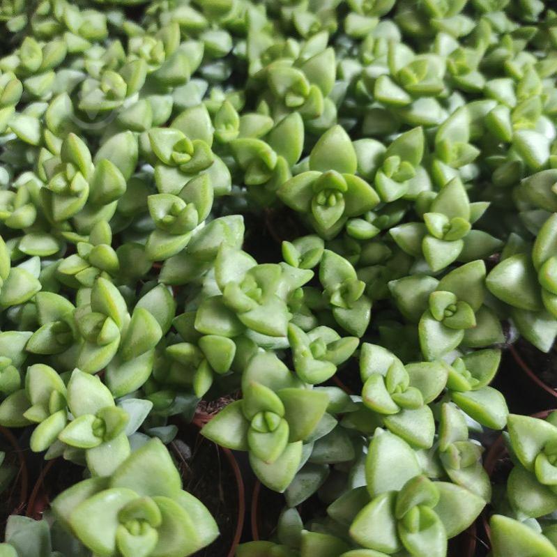 Растение Крассула 5х8 Brevifolia - фото 1