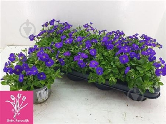 Растение Обриета 13х15 Gracilis Kitte - фото 1 Растение Обриета 13х15 Gracilis Kitte - фото 1